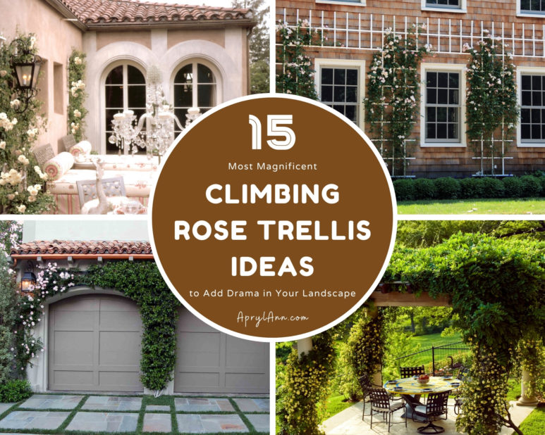 15 Most Magnificent Climbing Rose Trellis Ideas