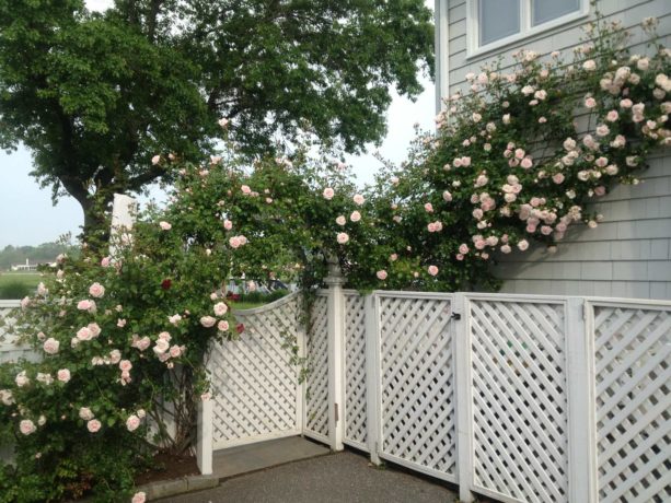 alchymist climbing rose covered the trellis in the entrance up to the exterior wall
