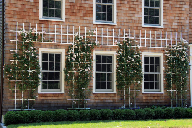 cellular pvc trellis on the wall matched with the windows covered with climbing new dawn rose