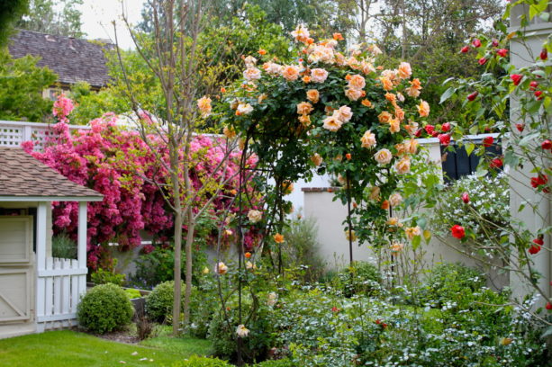 colorful flowers in a mediterranean yard with climbing polka rose sheltered the trellis